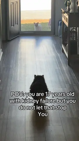 #cat #catsoftiktok #cattok #catfight #seniorcat 