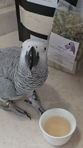 كوكو يعيش أجمل أيام حياته شاي وخبز ☕ 🍞 ♥️  🌻 الان في المتجر خليط خبز الببغاء الجاف و شاي الببغاء بالليمون 🌷 #ببغائي #ببغائي_المدلل #ببغاء_كاسكو #ببغاوات #صنع_بحب♥️ 