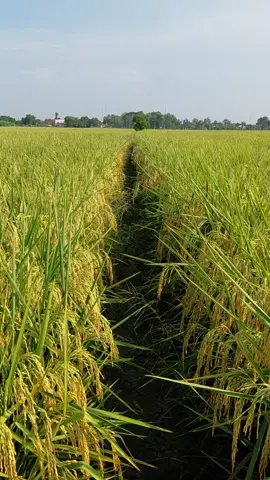 galurnusantara  #petaniindonesia🇮🇩🇮🇩🇮🇩🌿🌿 #petanipadiindonesia #petanimilenial 