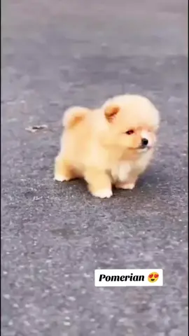 #fypシ゚ #creatorsearchinsights2025 #purbred #puppylove #dog @MALAYSIA TIKTOK Singapore 