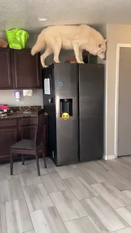 Thank God for every breath you take. And Make sure to Thank EVERY Veteran you can for their service and sacrifice. Today and everyday! I’m sitting here trying to place a Lowe’s order in my own world. And here’s Oz. Can’t take your eyes off this guy for two minutes. No more order placing with him inside!                    #keeperofthewolves #foryoupage #packpeculiar #savewolves #wolves 