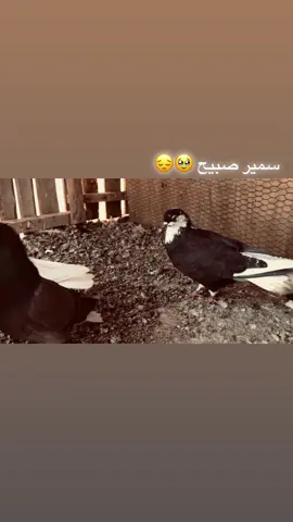 #تصويري📷 #تصوير_احترافي_الاجواء👌🏻🕊😴 #تصميم_فيديوهات🎶🎤🎬 