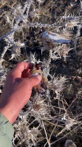 من قلب البرية… حرية الطيور 🕊️ From the Wild… Freedom of Birds 