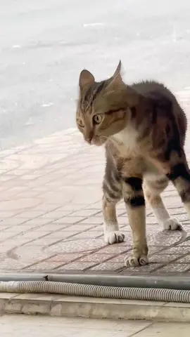 Dia ribut perebutan wilayah 🗿 #kucinglucu #kucingimut #kucinggemoy #kucingoren #fyp 