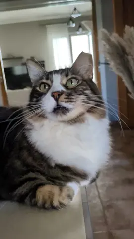 #cat #cattok #sillycat #catsoftiktok #fyp 