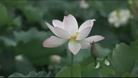 #motchutbinhyen #binhyen #xuhuong #fyp #rednote 