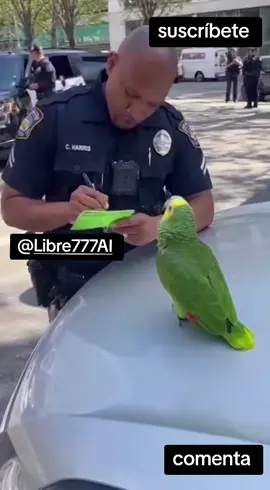 loro es interrogado por la policía F #inteligenciaartificial #gato #ai #cometa 