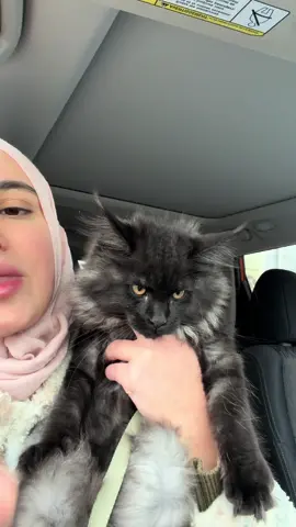 I been going in circles since the morning. His ears are so dirty. Please keep your cats indoors in this cold weather and at least have a collar on them. This cat has been staying by an abandoned house. I have been seeing him for a while. It didn’t warm up to me and come up to say hi till two weeks ago. I would try to approach him offer him food and treats but he would run away as soon as I got close. After months of trying he finally came to me and let me say hi cautiously the first time. The second time he let me get a few pets in. I am not trying to catnap anyone’s cat. I’m just concerned for him because I see him on my walks and because he was scared of me at first that made me wonder if he does have a family. I will be posting him on Fb and Craigslist. He looks well fed despite the dirty ears and long nails. I was thinking of putting a collar on him with a note and releasing him for a day and see if anyone contacts me or if he comes back with/without the note or collar. But then again what if he didn’t and he is outside while it’s snowing again. #aslan #mainecoon #catsoftiktok #petlovers #catlovers 