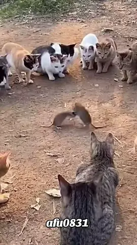 #粉丝一千万 #cat #funny #foryou #fyp 