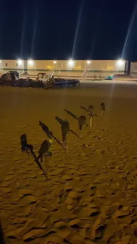 #حر #شاهين #صقر 