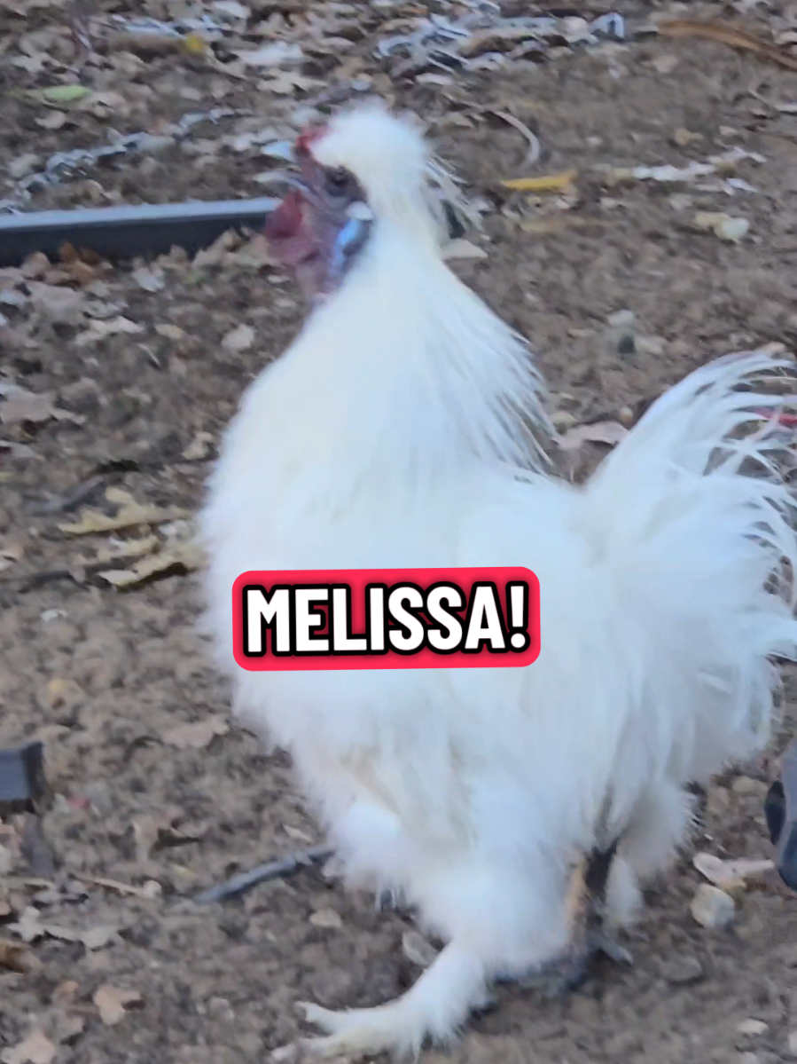 ¿ SNOWBALL WHERE ARE YOU 🤭 MELISSA? ¿DÓNDE ESTÁS 🤔☺️ MELISSA? #melissa #lachicapoderosa💞 #chicken #rooster #fyp 