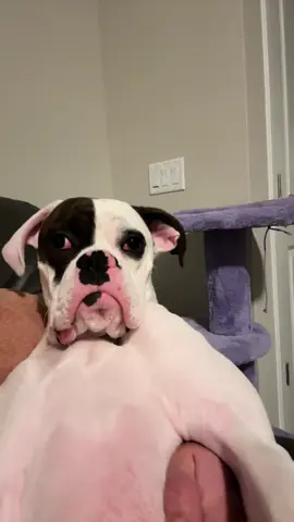 More Frankis Please 👆🤓 #funny #cute #puppy #dog #fyp