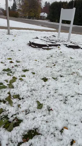 Panicked and dropped his leaves #tree #snow #panic #fyp #green 