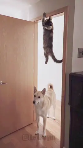 funnyy shorts 🐈 vs 🐶 hahaha😆😆😆🤣🤣🤣😂😂😂😅😅😅😝😝😝…. #funnyvideos #catdog #catsoftiktok #funnydog #funnycat 
