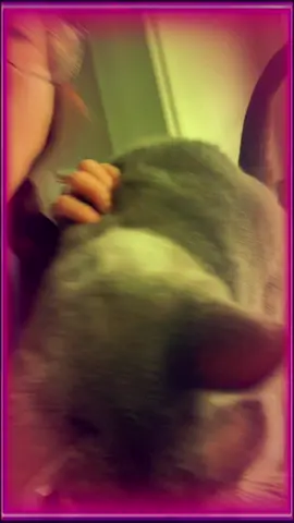 It’s a house pawty! We don’t need no body 🎶  #pets #eastsidestraystory #dogsoftiktok #catsoftiktok #pawty 