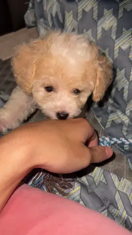 yumm 🐶 #poodle #teacuppuppies #doglover 