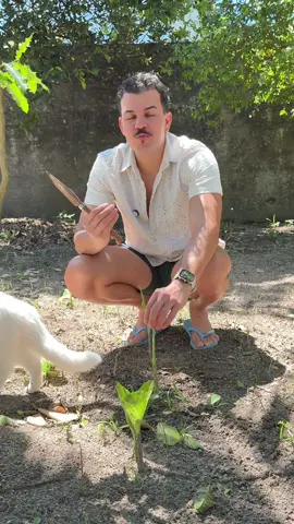 Como eu fiz açafrão em pó (açafrão da terra, cúrcuma) #tempero #acafraodaterra #curcuma #DIY #quintal 