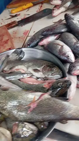 #barzolitachikofiel #humor#pescadobarato#tamosfino