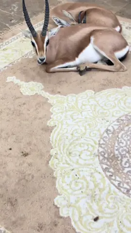 #ليبيا#غزال_الريم#مقارحه💚✖️💚✌🏻#طرابلس#سبها_ليبيا_الجنوب_الليبي