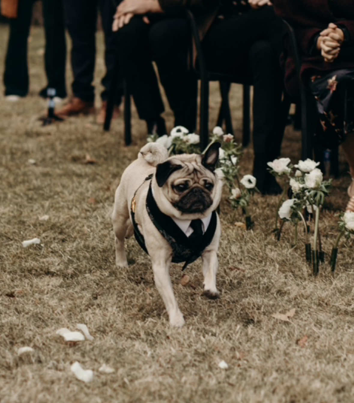“Dogs belong at every major life event” -Doug  Video by @KLassey Productions  Planning by @SAMKOMA // Josiah + Justin  #pug #dogsoftiktok #pugsoftiktok #wedding #weddingday 
