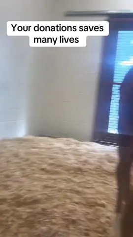 HE WAS JUST A BABY FOAL AND HE WAS DYING, SO WE TRIED OUR BEST TO FIX HIM Part IV of Flames Story “Listen to his little baby whinny! He’s got fight in him!!” “Flame is having a better day today,” Dr. Megan Marchitello told me excitedly.  She was talking about Flame, the six to eight week old orphan colt who was dropped off at the slaughter holding facility for having birth defects and brain damage.  “He greeted me with a happy little whinny. He loves his people. I got him talking to me the way he always does on a little video clip for you that I sent you, did you get it?” I told her I got it and we talked for a few minutes about how adorable he was before she got back to the medical talk.  “I think today is the day we address his lax tendons.” She said. I knew this meant they were less worried about his other issues — failure to thrive, pneumonia and other contagious pathogens he was exposed to in the slaughter holding facility.  Flame was born with a genetic defect called lax tendons. It can usually be corrected even by simple appropriate physical exercise but as Dr. Megan had pointed out, even Flame’s hind-end was totally atrophied.  He either was orphaned at birth or his mother had not produced an appropriate amount of milk, or since he was an Amish buggy horse— it was possible she was taken away for hours and hours at a time for travel use for her owners. Flame would have been left on his own in the care of an eight year old boy. This time apart could cause malnutrition as foals need to feed frequently when they are young. This malnutrition had caused liver issues which had given him brain damage, to what degree and the lasting effect remained to be seen.  Lax tendons in foals are a common condition, especially in premature or dysmature foals, where weak flexor tendons cause the fetlocks to sag. This can lead to symptoms like the toes pointing up and walking on the heels.