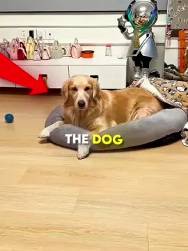 Love animals #dog #cat #animals #viral #viraltiktok 