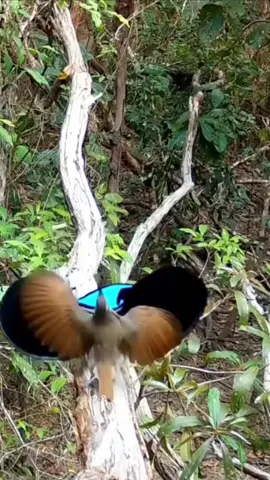 Beautiful pictures of some birds dancing #bird #dance #Love #nature #fyp 