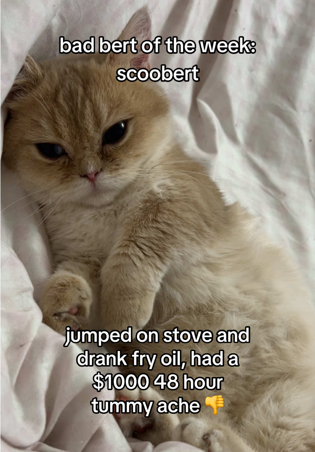 this is a public shaming post because he drank at least like half of the leftovers from earlier that night #fypppppppppppppppppppppppppppppp #doobscoobgoob #catsoftiktok 