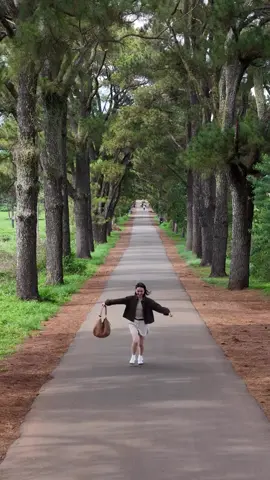 Hàng thông trăm tuổi - biển Hồ Chè - Gia Lai