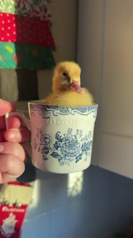 Meet Mabel 💛 our newest additions to the flock are warming up #ducksoftiktok #buffducks #cottagegarden #urbangarden #englishgarden