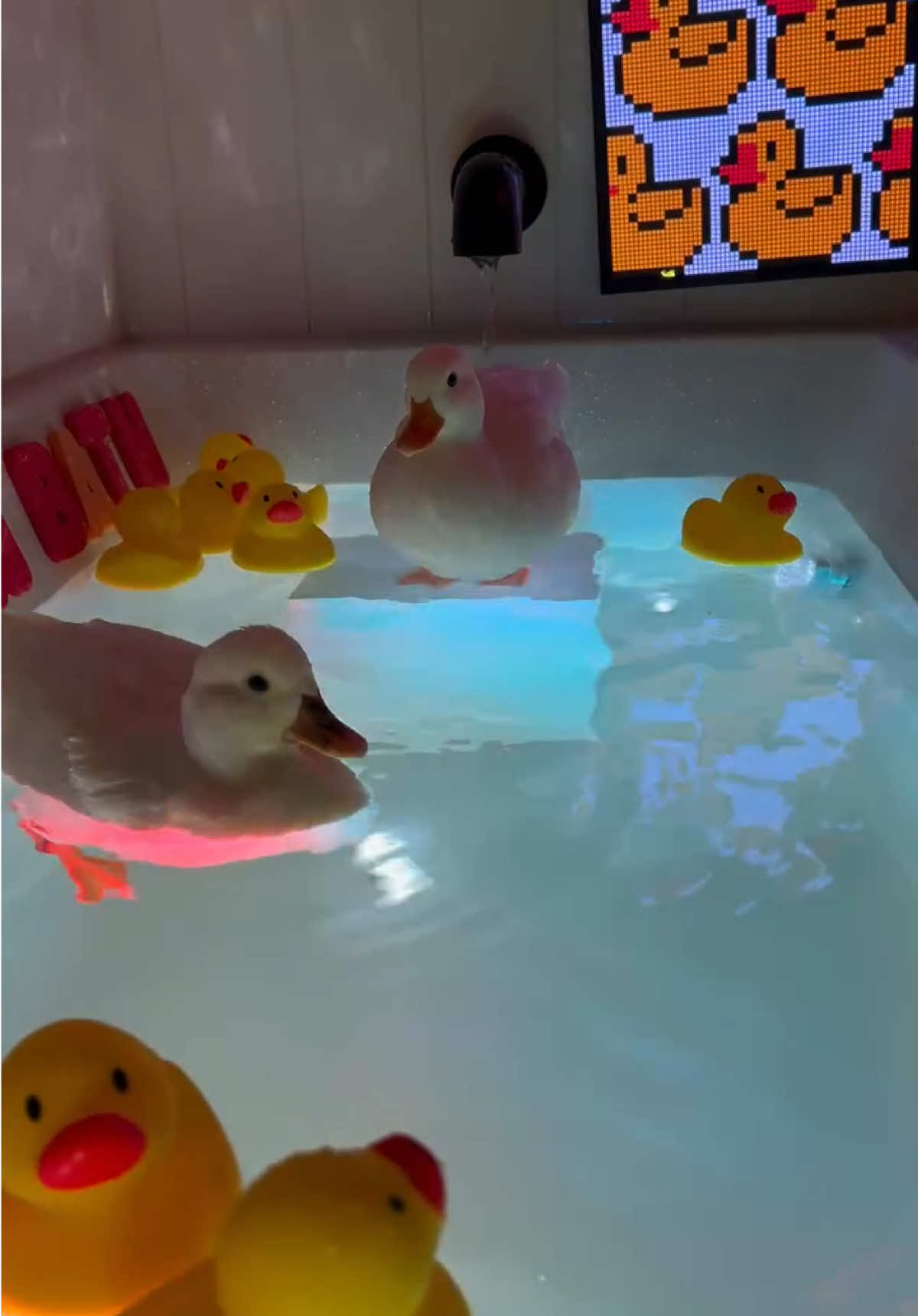 Ducks in the bathtub #fyp #foryou #bathtub #petducks #swimming 