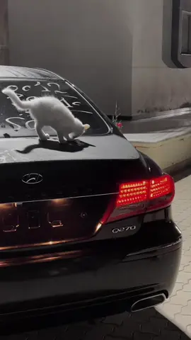 عشق هبال🤷🏻‍♂️🖤#ليبيا🇱🇾 #ازيرا_2010 #عـبدالله_الغـالبي🤍 #fyp #explore 