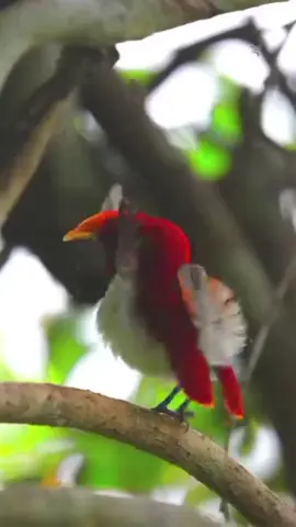 #birds #amazing #acting #actors #animals 