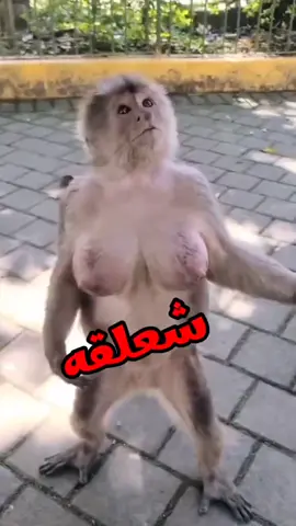 النغنوغ ههههههههه  حيوانات متكلمه بتفكر وهتضحك من قلبك علي كلامها لانها ليها قلب وعقل وقطط كلاب اسوب فيل سيد قشطه خرتيت الغابه مليانه ما بين حيوانات بريه متوحشه واليفه وطيور وجوارح ومفترسين هنجبلك الموقف وتسمع الحيوان بيقول ايه هنفكر بعقله ونتكلم بلسانه وبرضه البحار مش هننساها وفيها قرش وحوت وسمك  وخدلك ضحكه مع اسامه  #خدلك_ضحكه_مع_اسامه #ضحك #كوميدي #كوميديا #حيوانات_اليفه  مفترسه 