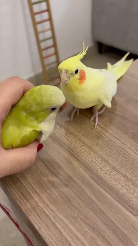 Old but Gold🤩💚🤩💛 #parrot #cockatiel #pets #cuteness #PetsOfTikTok 
