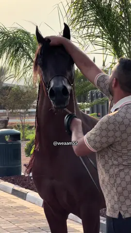#weaam55 #خيل_عربي_اصيل🐎🐎 #ماشاءالله_تبارك_الله_اذكروا_الله #خيل_عربي 