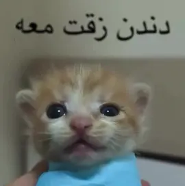 #pyppppppppppppp #دندن 