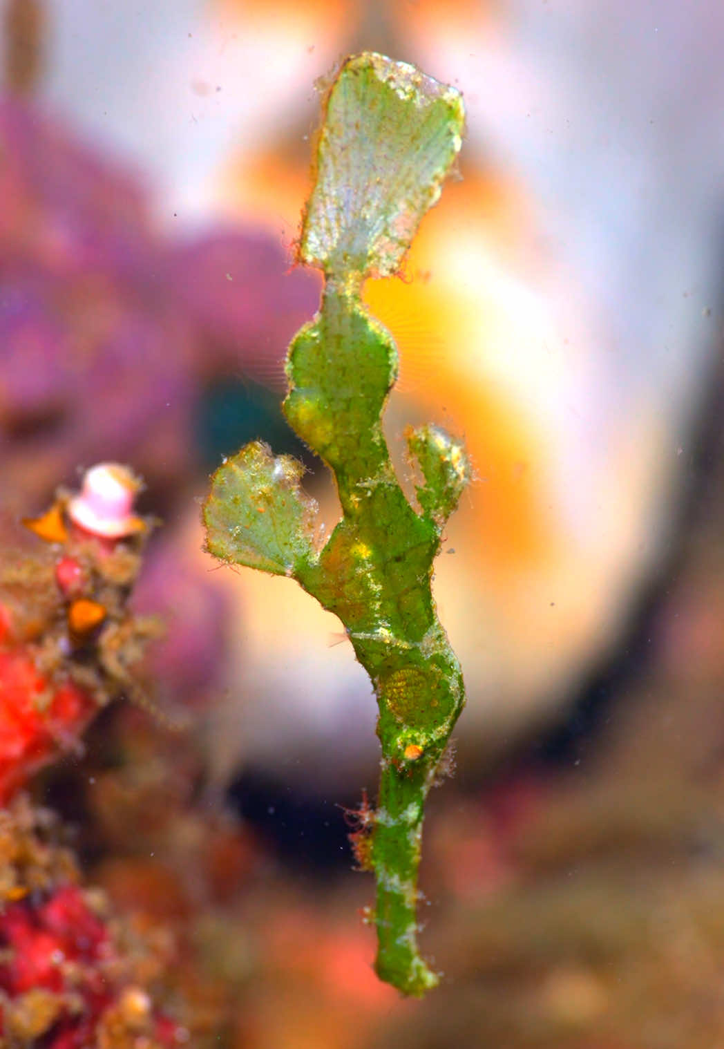 In the Lembeh Strait, the Halimeda ghost pipefish (Solenostomus halimeda) is one of the ocean’s most elusive treasures. Rare and extremely hard to find, this delicate green beauty drifts gracefully among the reef, its leaf-like body moving with hypnotic elegance. Spotting one feels like uncovering a secret of the sea—a fleeting glimpse of nature’s most enchanting disguise. ✨
