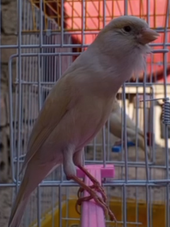 #كناري #طيور #الشعب_الصيني_ماله_حل😂😂 