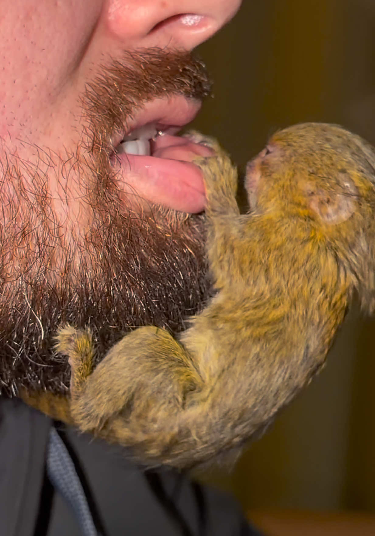 Слюноведы, ваш выход! 😆 Привет! Я Лима - карликовая игрунка 🐒 И буду повторять это в каждом посте в надежде, что вопросов «а кто это?» будет меньше 🤭