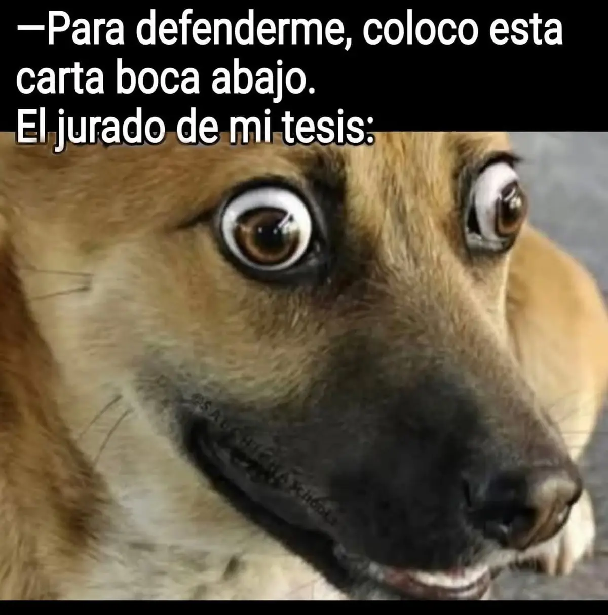 #yugioh #duelos #tesis #defensa #perritos @Maryhory E.L.F Barba @Sr. kat @Pauli @⛦ᬊᬁJess0vercatᬊ᭄☪ @𝐀 