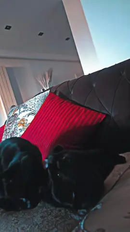 #explor #tiktok #trend #الشعب_الصيني_ماله_حل😂😂 