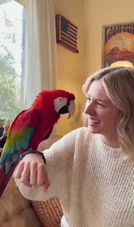 Mimzo the Parrot Reacts to the Name Olivia 🦜❤️ His Words Are Too Sweet!” #MimzoTheParrot #FunnyParrot #AmericanVibes #ViralAnimals