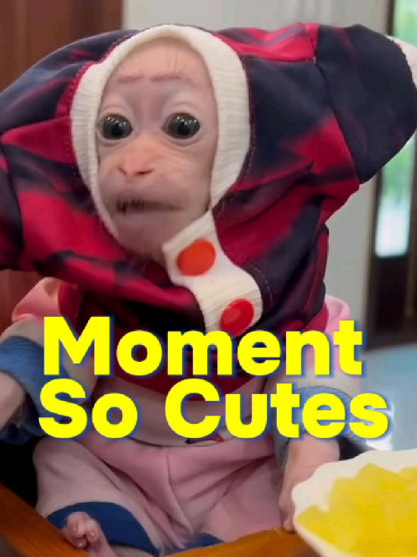 Hi, I'm cute #BiBimonkey #BiBifamily #animalcutes #funnyanimal #babymonkey 