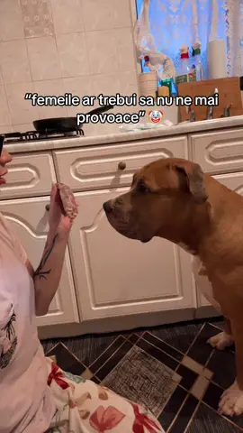 🙂🙂 #sushi #sushithexl #xlbully #americanbully #dogsoftiktok 