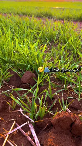 اعز#صديق#عندك#تصويري_احترافي_الاجواء👌🏻🕊😴 #تفاعلكم_حتى_أستمر #عباراتكم_الفخمه📿📌 😥💔❤️‍🩹🥀😭🫂