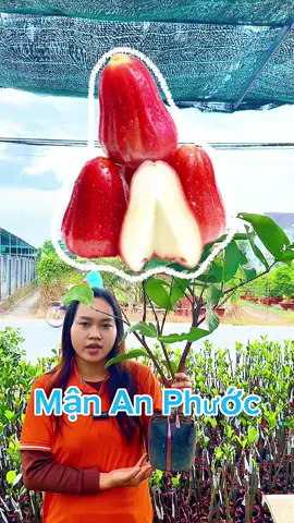 Cây Giống Mận An Phước, Mau Cho Trái…