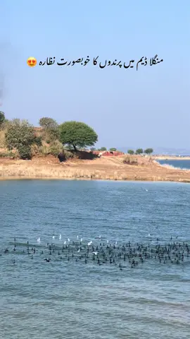 #foryou #fyp #viral #unfrezzmyaccount #mirpur_ajk 