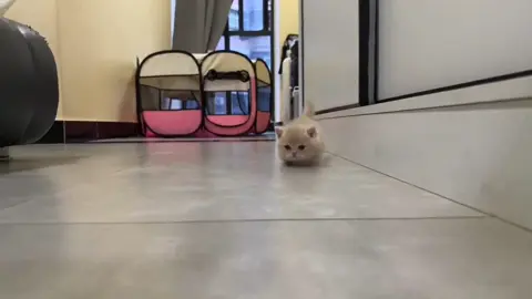 The Boss is here... again. 😅#kitten #cute #cat #pet 