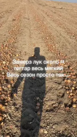 Все по воле ВСЕВЫШНЕГО…. Идем дальше!                               #жамбылоблысы  #лук #врекомендации 